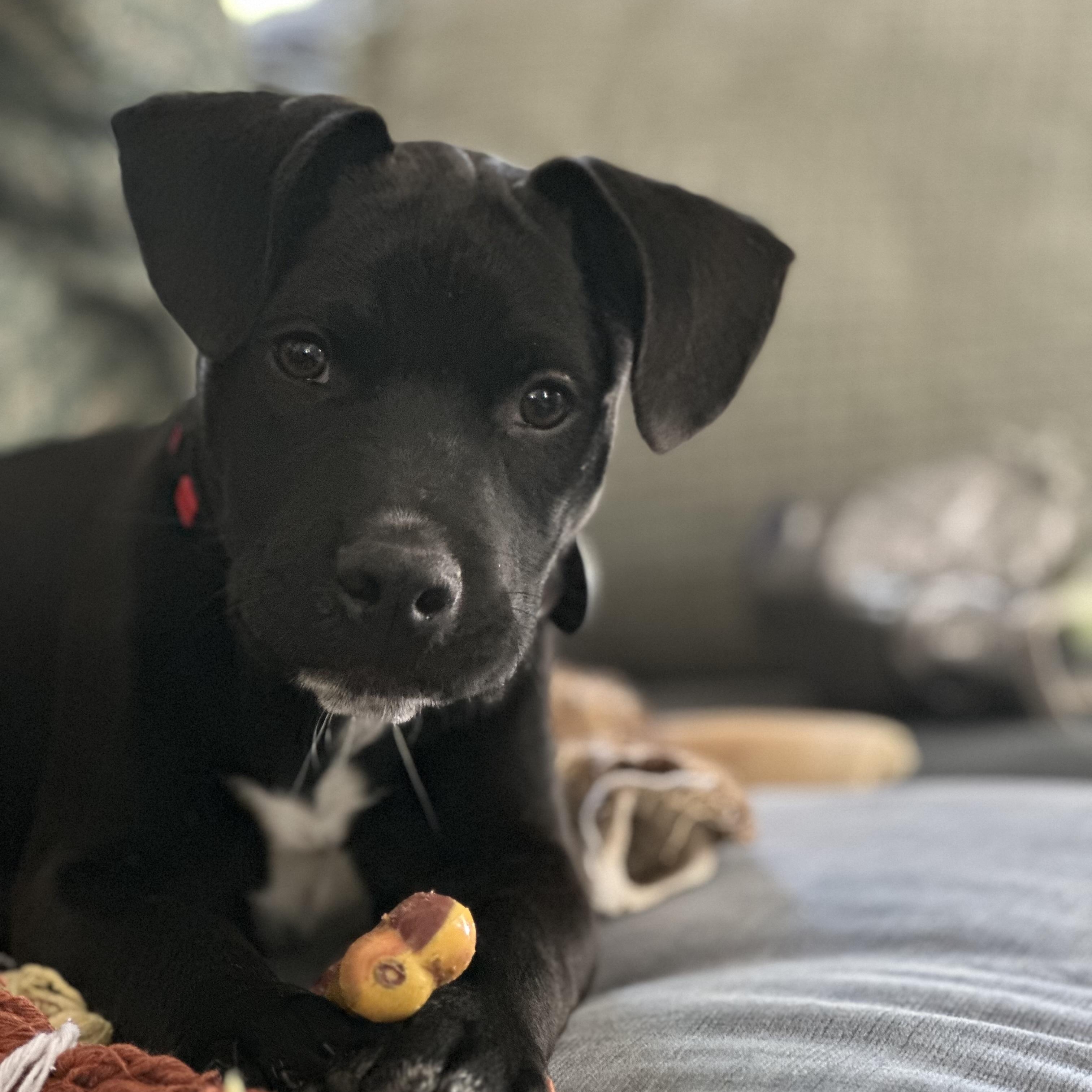 Duncan, a ADOPTABLE mixed breed in South Plainfield, NJ image 5/6