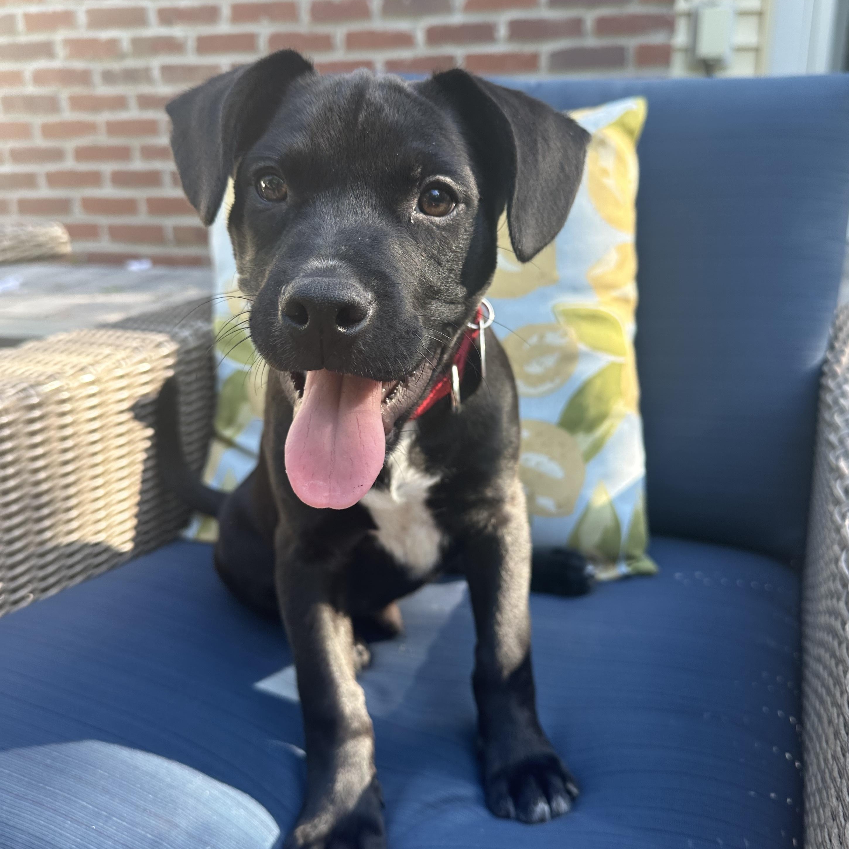 Duncan, a ADOPTABLE mixed breed in South Plainfield, NJ image 2/6