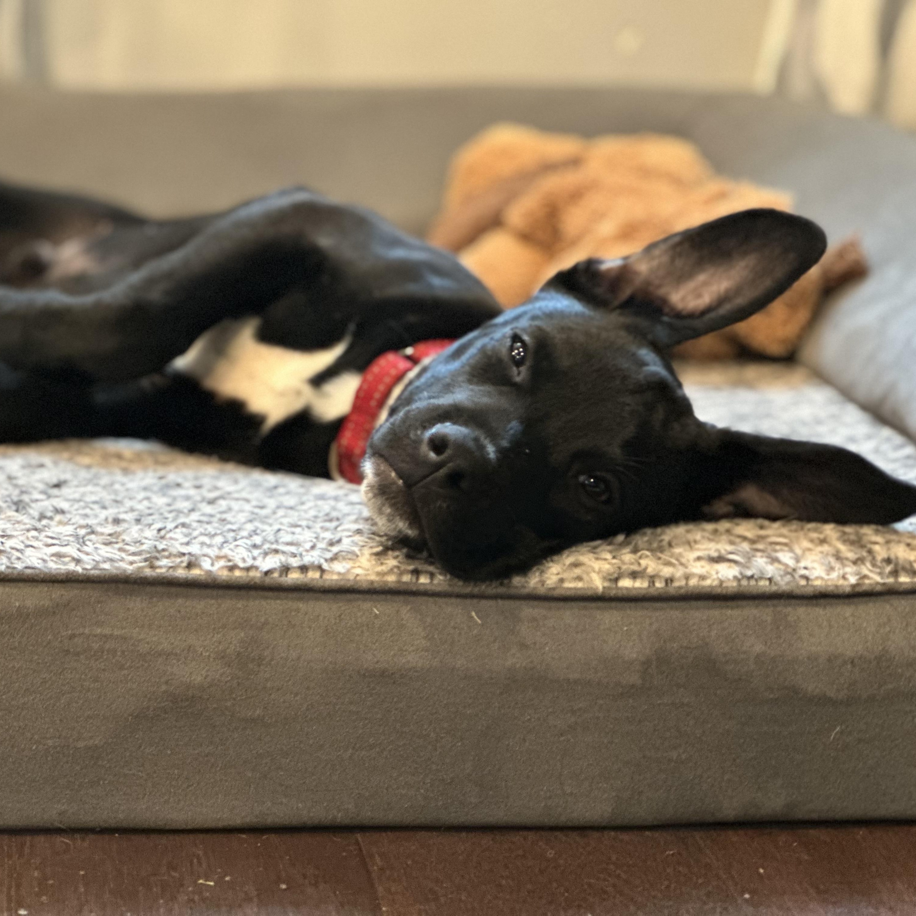 Duncan, a ADOPTABLE mixed breed in South Plainfield, NJ image 6/6