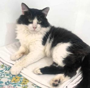 Enlarge Tux Trimble, a Adoptable mixed breed in Frederick, MD image 4/4