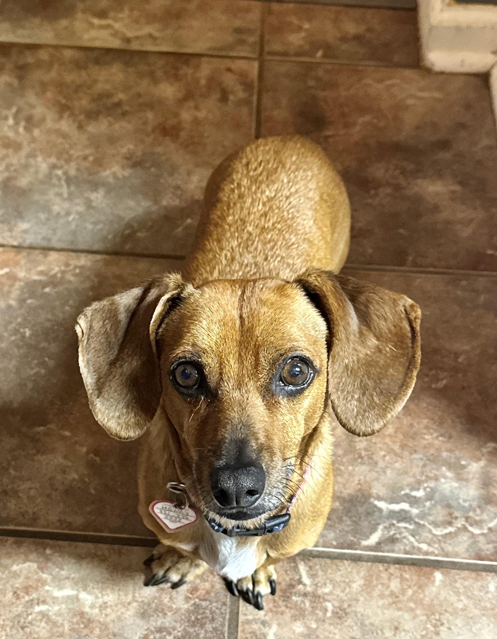 Enlarge Henry in TN, a Adoptable Dachshund in Murfreesboro, TN image 6/6