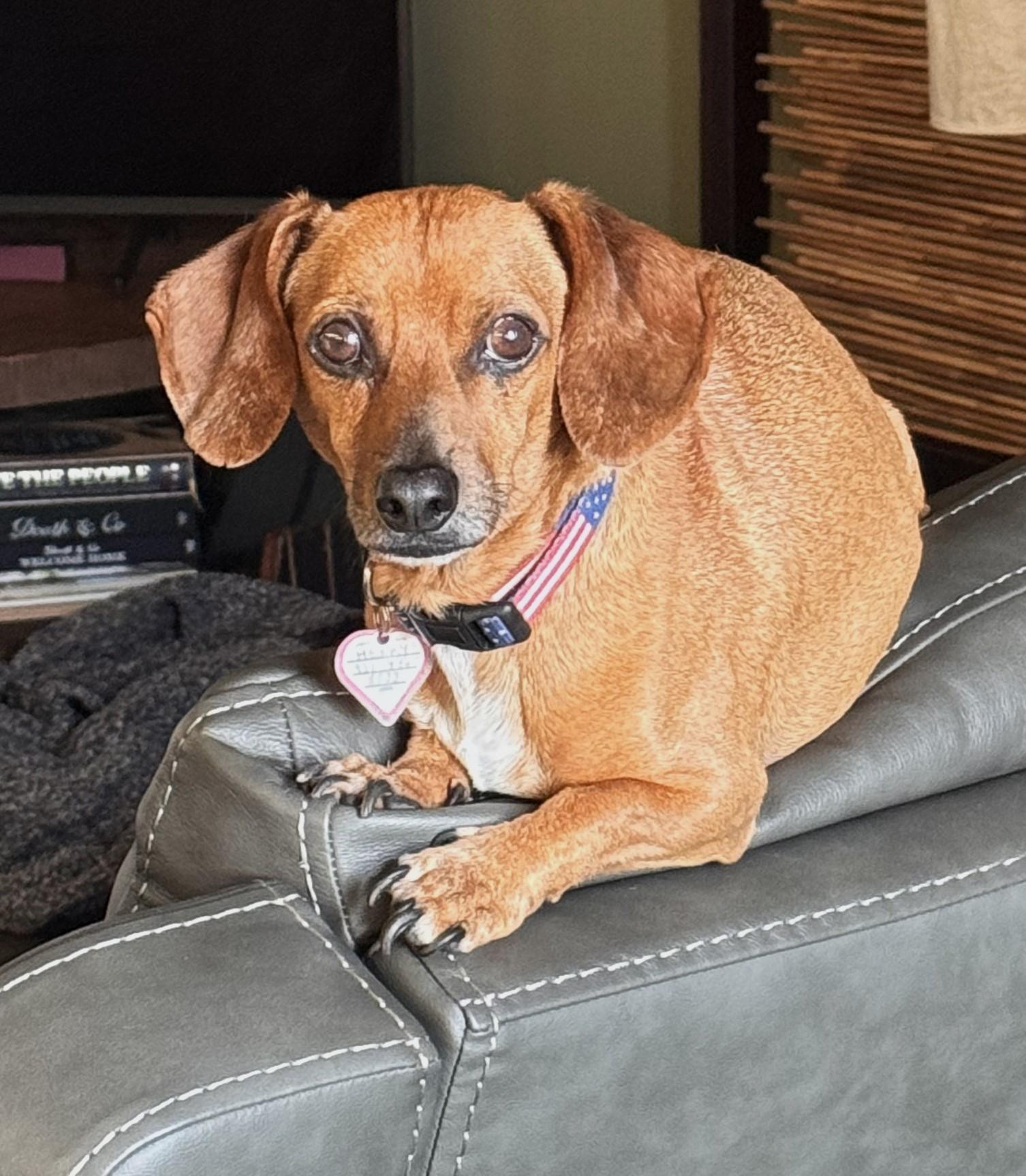 Enlarge Henry in TN, a Adoptable Dachshund in Murfreesboro, TN image 3/6