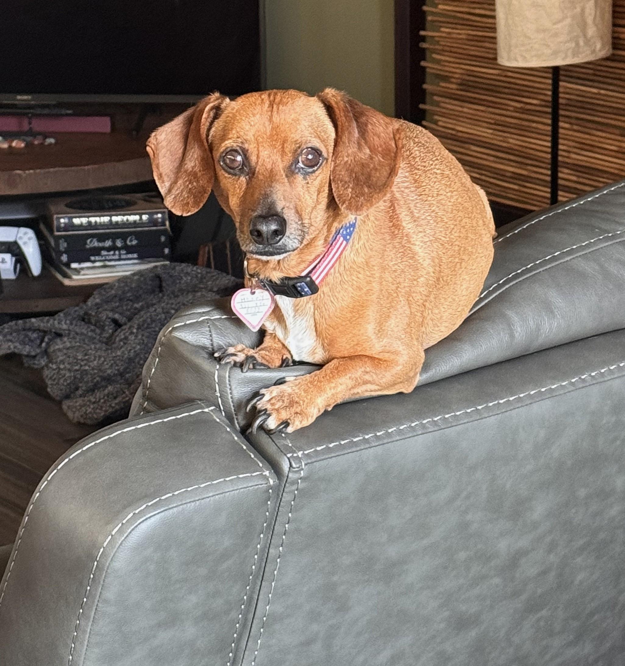 Enlarge Henry in TN, a Adoptable Dachshund in Murfreesboro, TN image 4/6