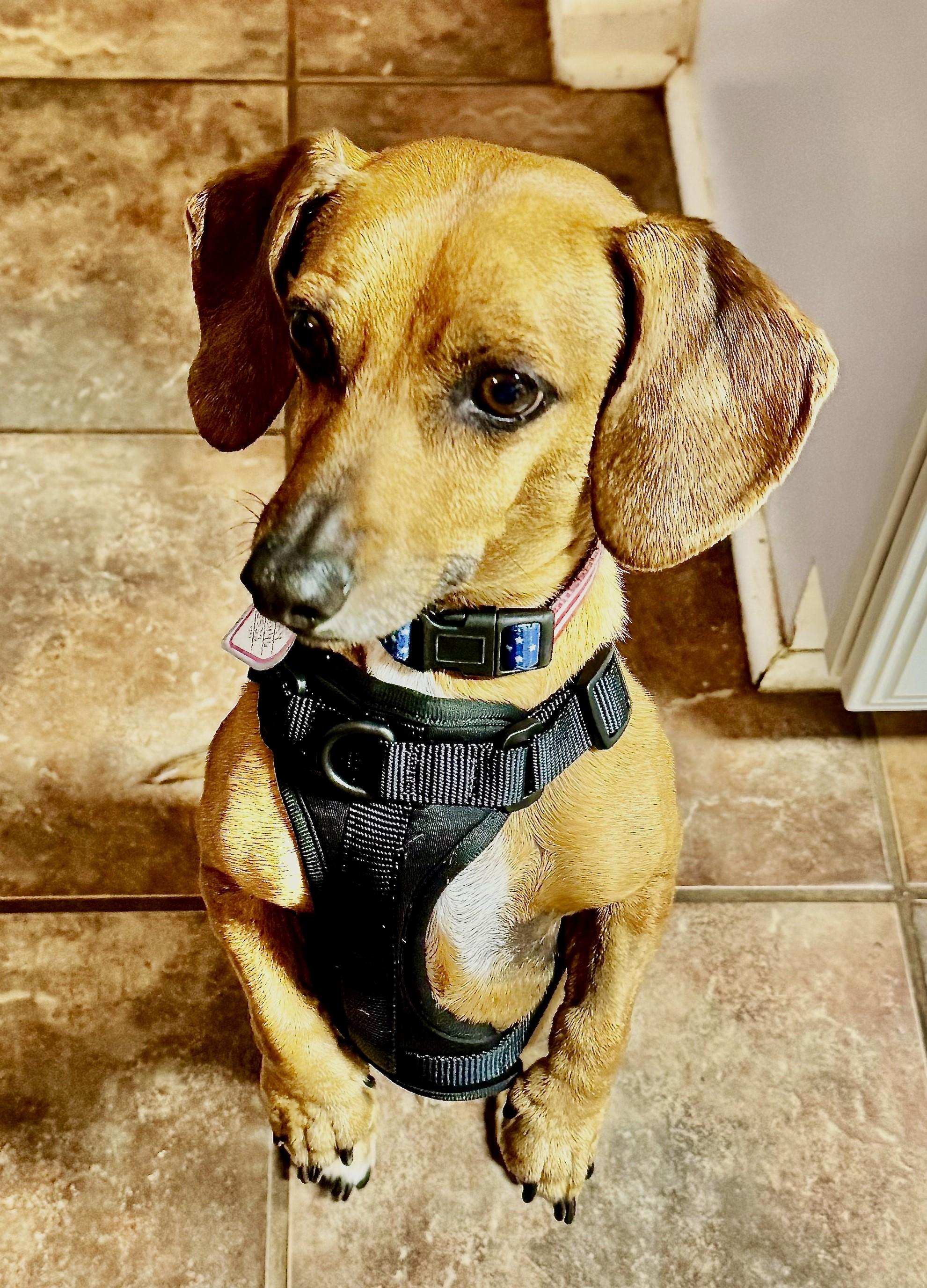 Enlarge Henry in TN, a Adoptable Dachshund in Murfreesboro, TN image 5/6