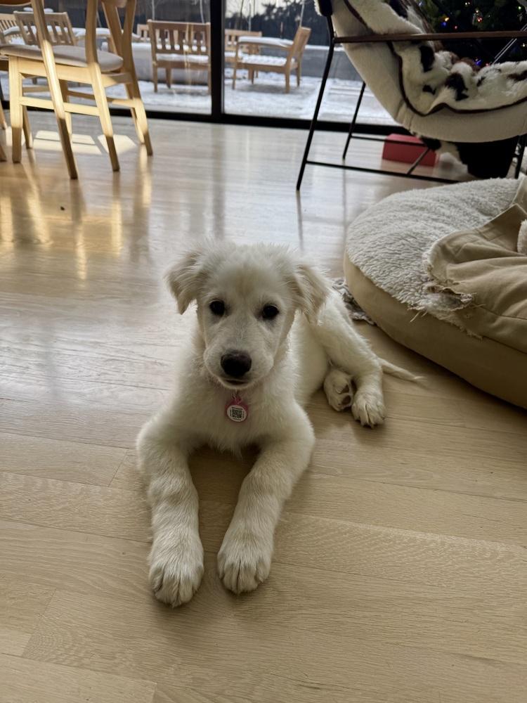 Bear, Adoptable, Puppy Male Great Pyrenees.