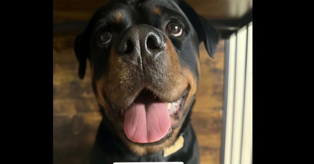 Mystic, Adoptable, Adult Female Rottweiler.