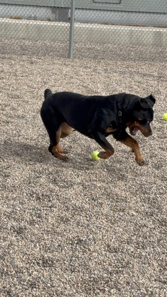 Enlarge Mystique, a Adoptable Rottweiler in Gilbert, AZ image 1/4