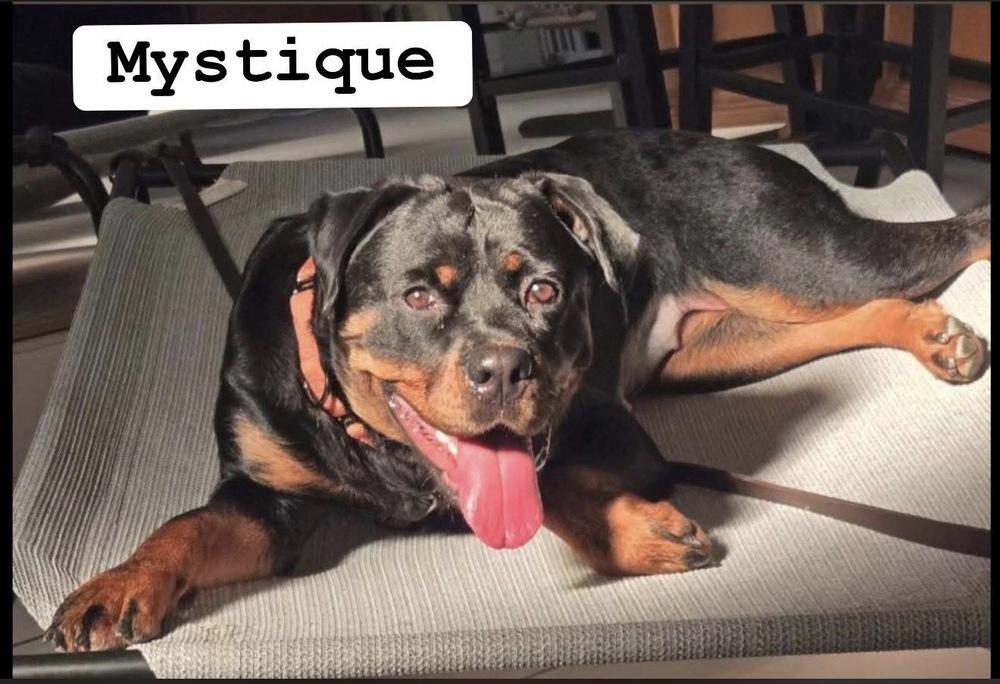 Enlarge Mystique, a Adoptable Rottweiler in Gilbert, AZ image 2/4