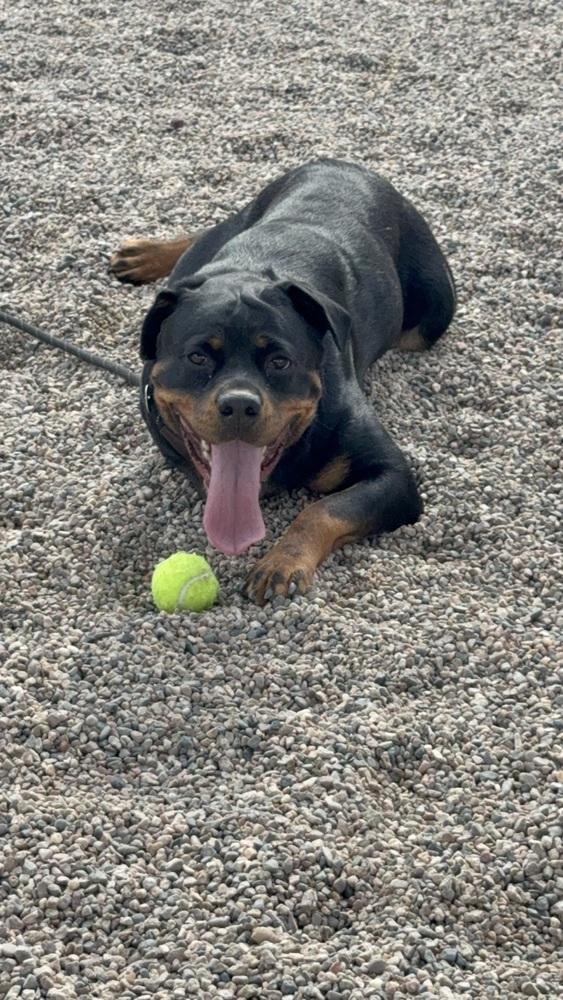 Enlarge Mystique, a Adoptable Rottweiler in Gilbert, AZ image 3/4