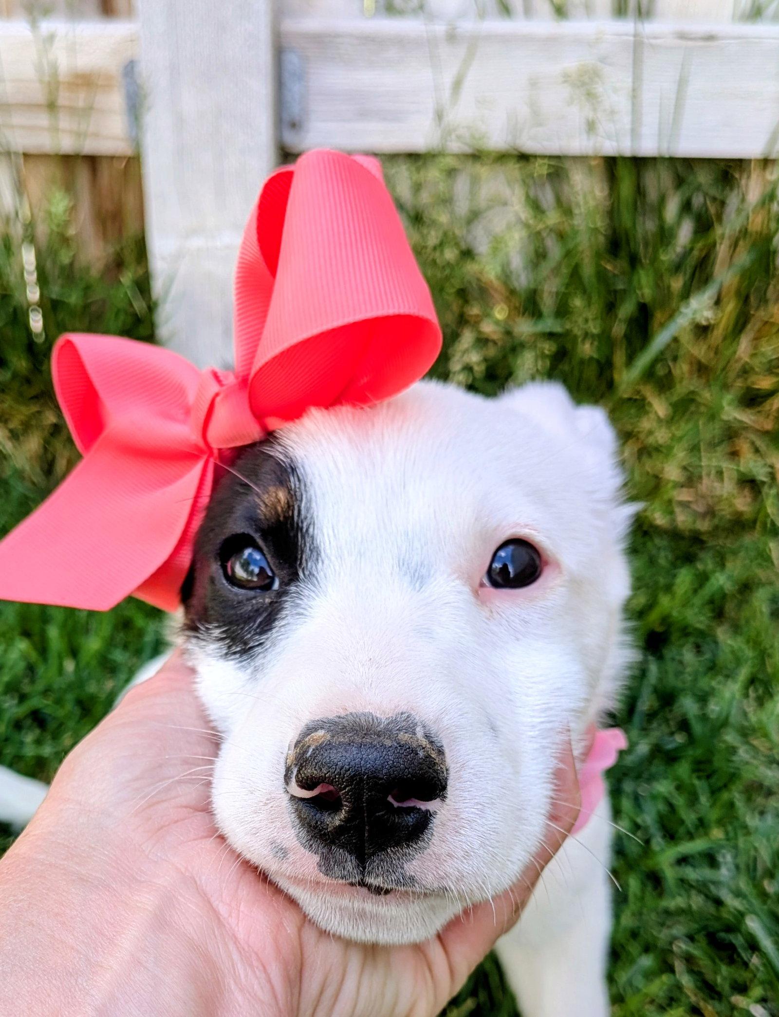 Dottie Pearl, Adoptable, Young Female Border Collie.