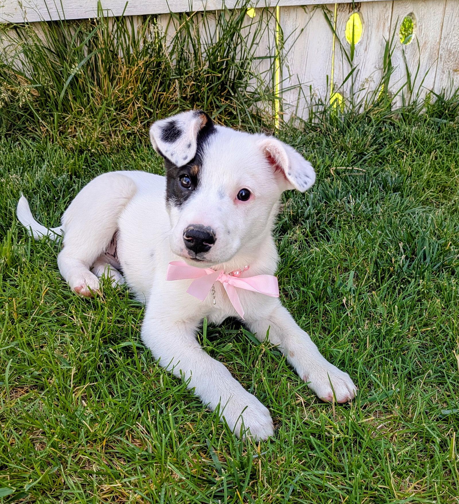 Dottie Pearl, a Adoptable Border Collie in Salt Lake City, UT image 2/3