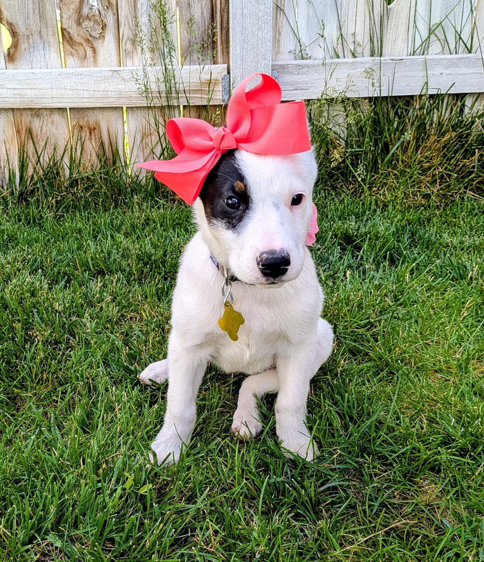 Dottie Pearl, a Adoptable Border Collie in Salt Lake City, UT image 3/3