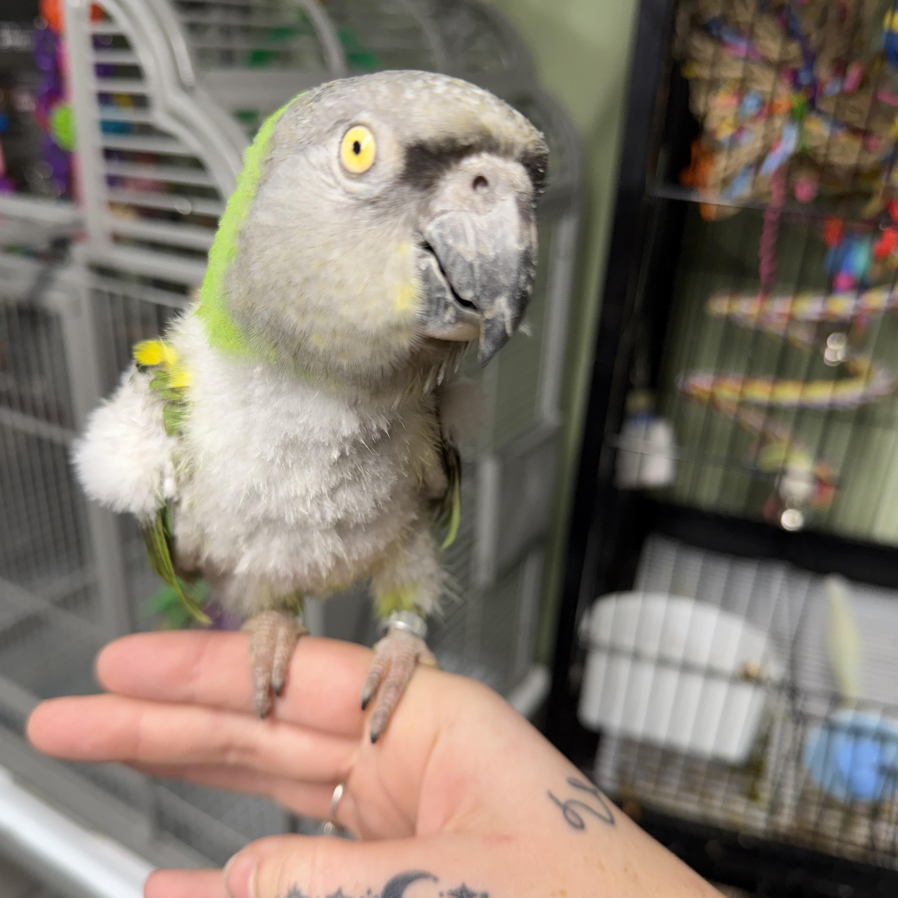 Leo, Adoptable, Senior Unknown Poicephalus / Senegal.