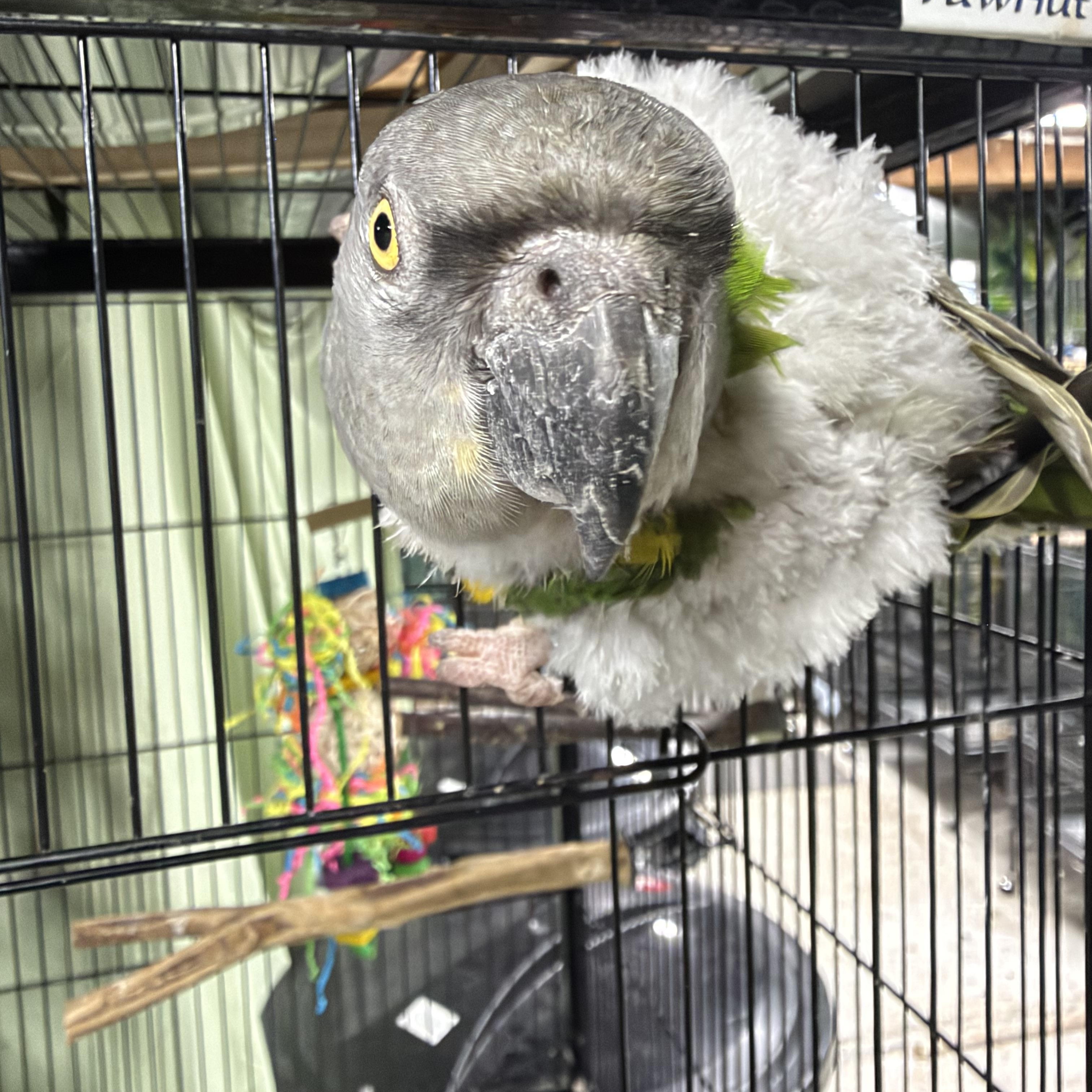 Enlarge Leo, a Adoptable Poicephalus / Senegal in Beech Creek, PA image 3/3