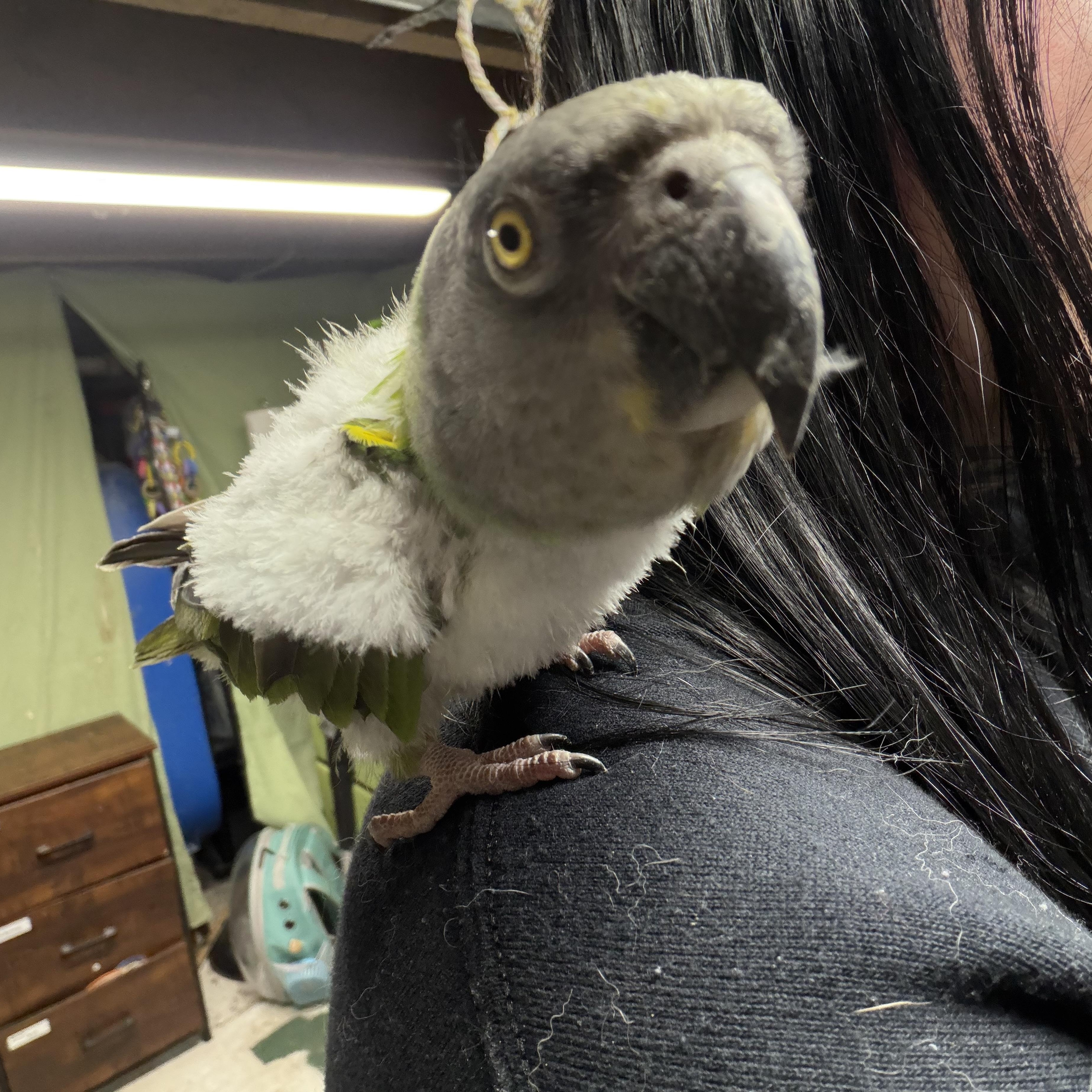 Enlarge Leo, a Adoptable Poicephalus / Senegal in Beech Creek, PA image 2/3