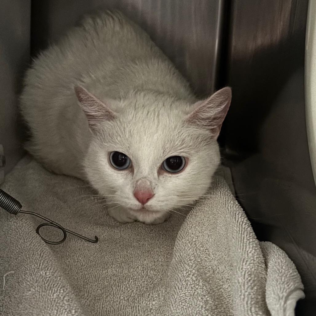 Cmow-I'm in a foster home! Call to meet with me!, Adoptable, Senior Female Domestic Short Hair.