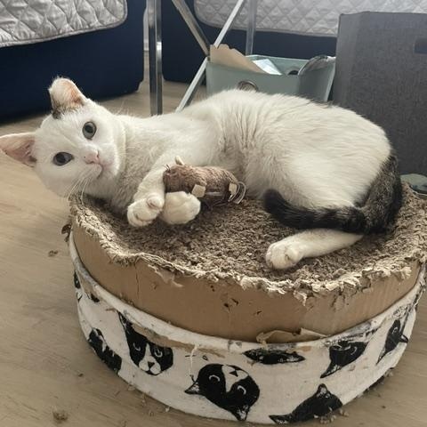 Enlarge Max, a ADOPTABLE Domestic Short Hair in South Ozone Park, NY image 4/6