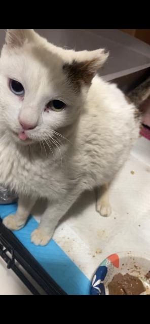 Enlarge Max, a ADOPTABLE Domestic Short Hair in South Ozone Park, NY image 5/6