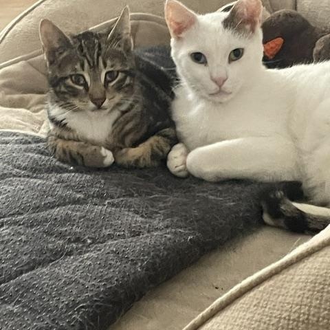 Enlarge Max, a ADOPTABLE Domestic Short Hair in South Ozone Park, NY image 3/6