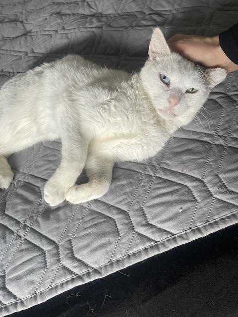 Enlarge Max, a ADOPTABLE Domestic Short Hair in South Ozone Park, NY image 2/6