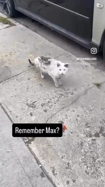 Enlarge Max, a ADOPTABLE Domestic Short Hair in South Ozone Park, NY video 6/6