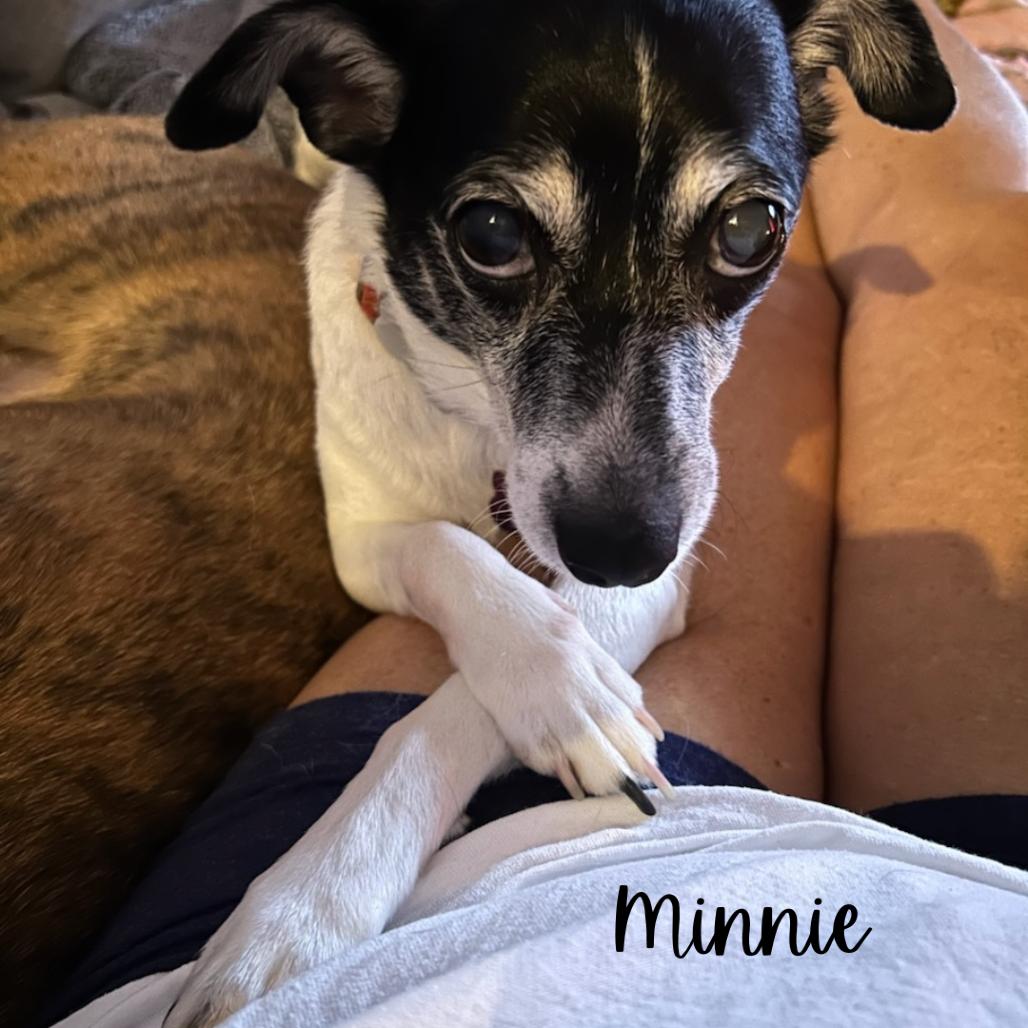 Enlarge Minnie, a Adoptable mixed breed in Avon, OH image 1/6