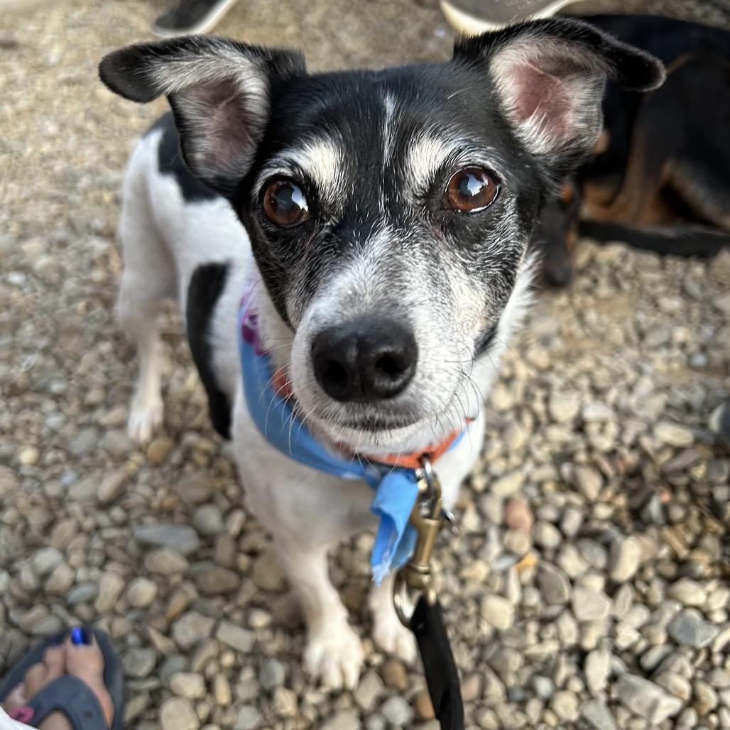 Enlarge Minnie, a Adoptable mixed breed in Avon, OH image 3/6