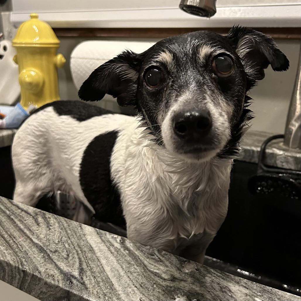 Enlarge Minnie, a Adoptable mixed breed in Avon, OH image 5/6