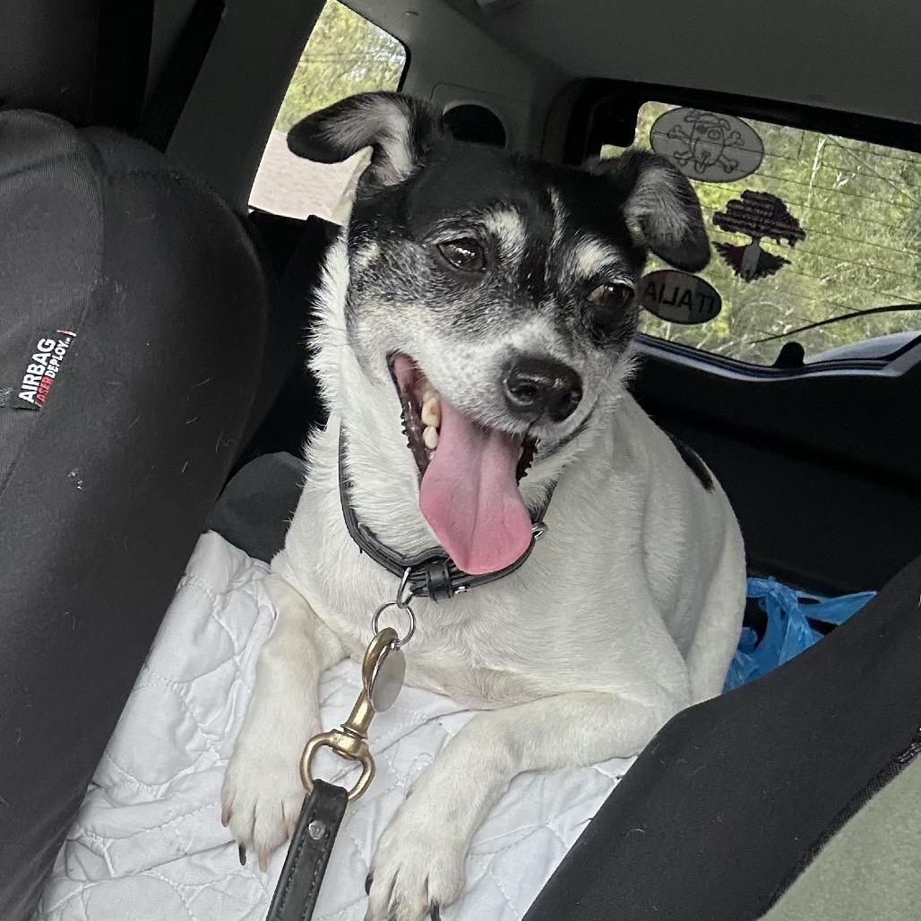 Minnie, Senior Female Fox Terrier