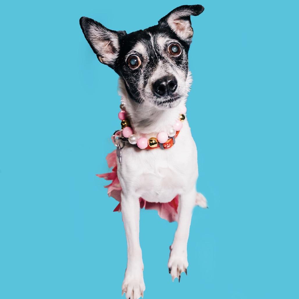 Enlarge Minnie, a Adoptable mixed breed in Avon, OH image 5/6