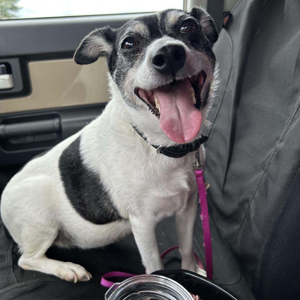 Enlarge Minnie, a Adoptable mixed breed in Avon, OH image 6/6