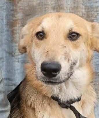 Enlarge Scout, a Adoptable mixed breed in Albany, NY image 1/5