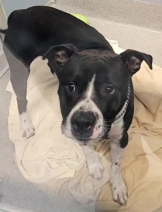 Oreo, Adoptable, Young Male Pit Bull Terrier.