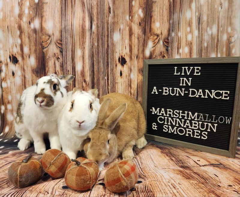 Marshmallow, Adoptable, Adult Female Bunny Rabbit.