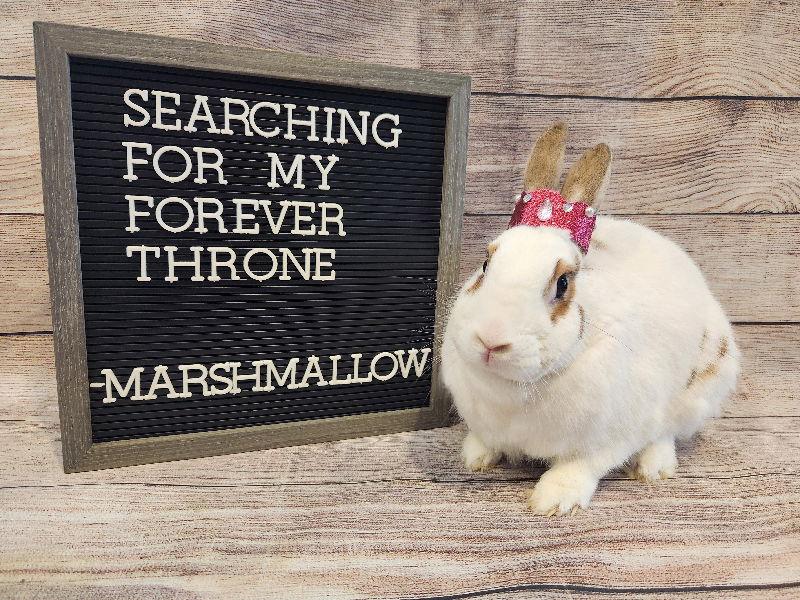 Enlarge Marshmallow, a Adoptable Bunny Rabbit in Columbus, OH image 2/3