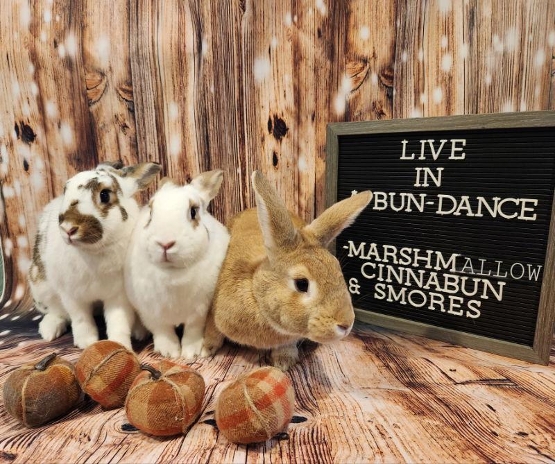 Enlarge Marshmallow, a Adoptable Bunny Rabbit in Columbus, OH image 3/3