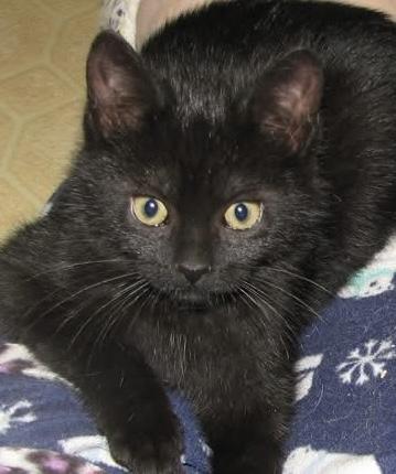 Thai, ADOPTABLE, Young Female Domestic Short Hair.