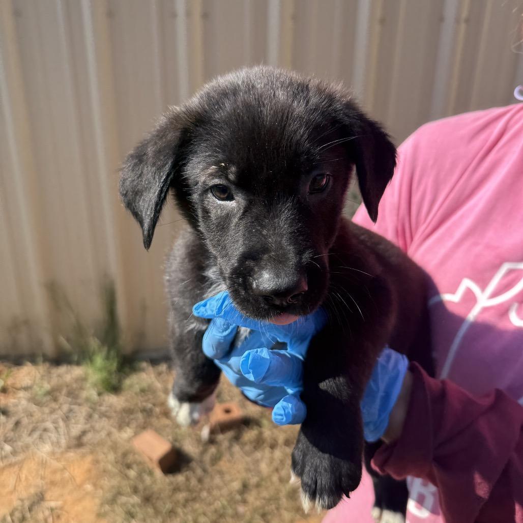 Cheeseburger, Adoptable, Puppy Male Border Collie & Mixed Breed.