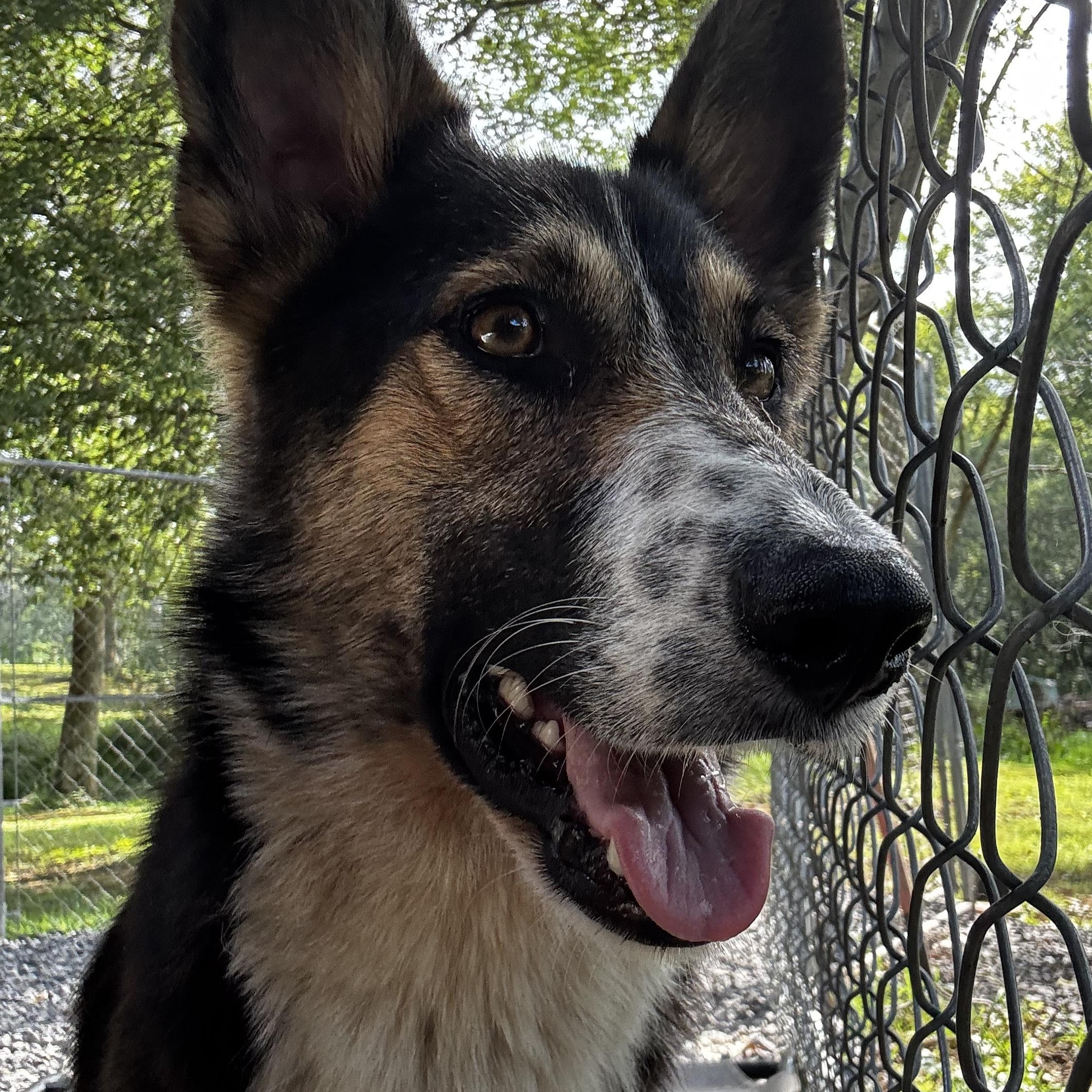 Enlarge Lina, a Adoptable mixed breed in grant, AL image 4/4