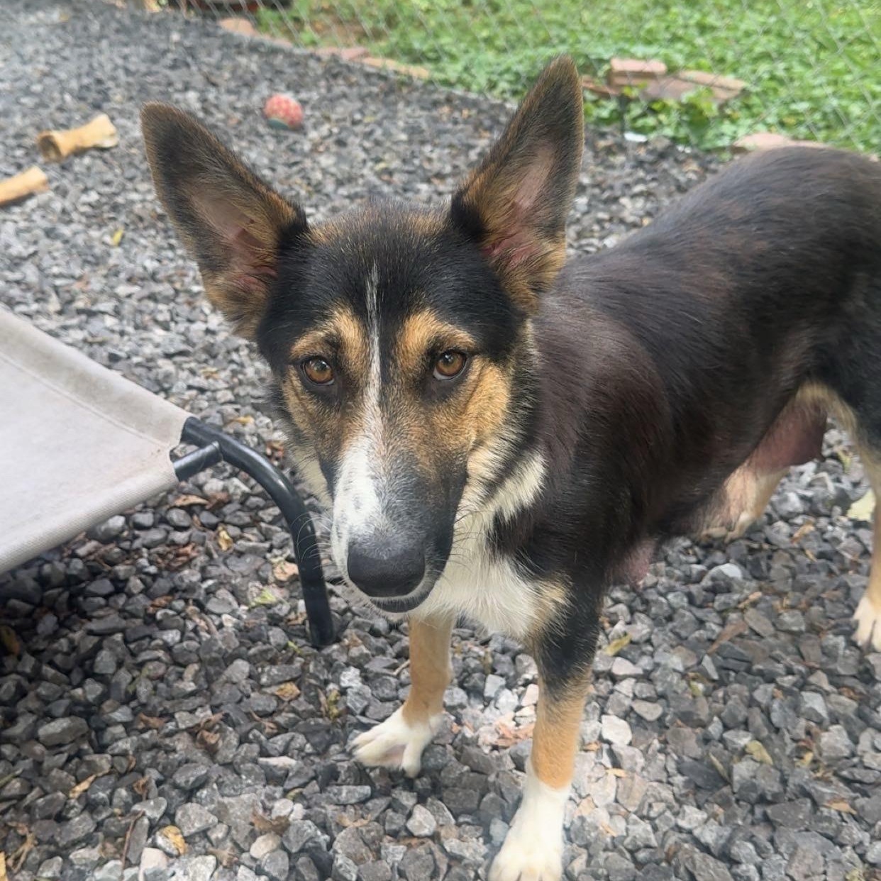 Enlarge Lina, a Adoptable mixed breed in grant, AL image 3/4