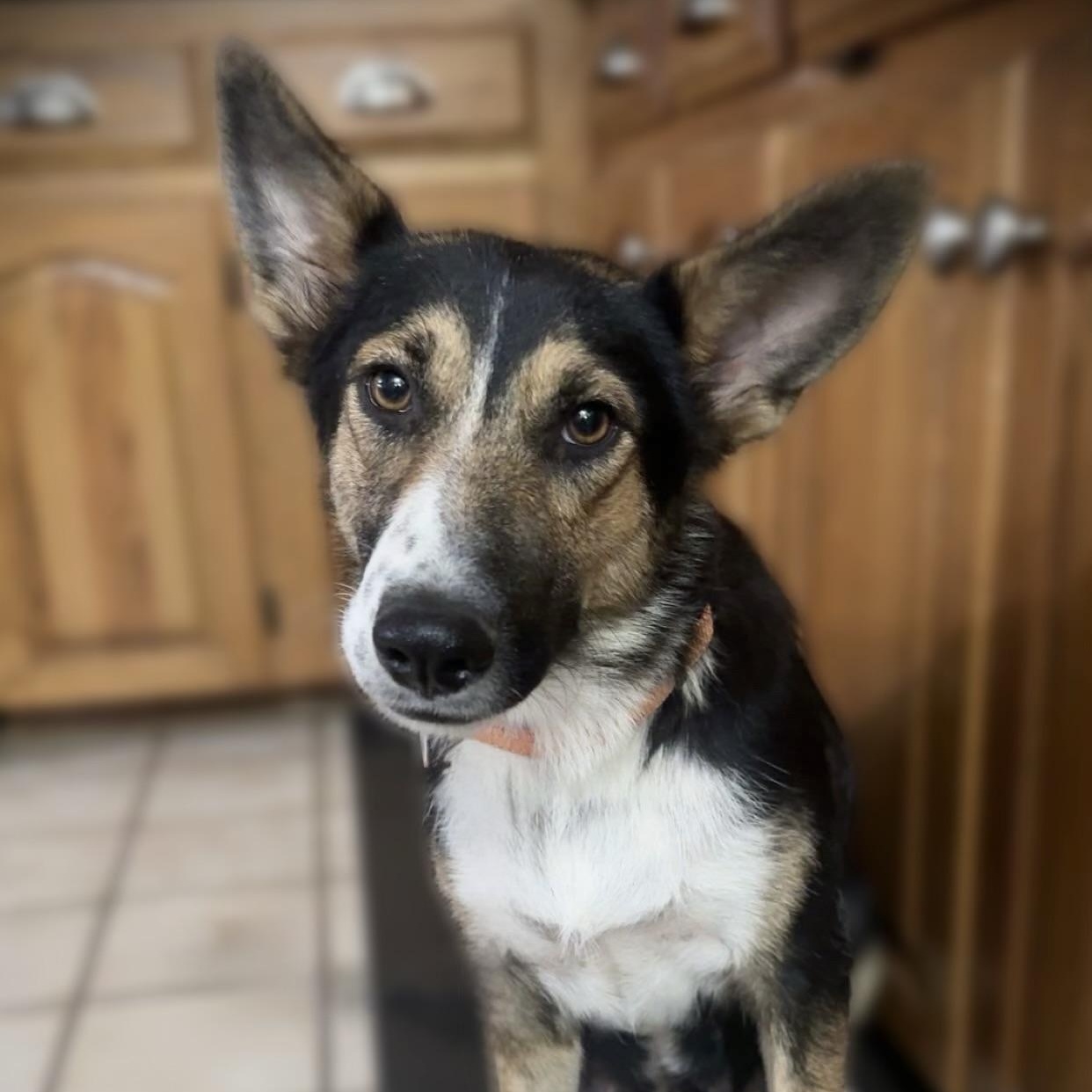 Enlarge Lina, a Adoptable mixed breed in grant, AL image 2/4