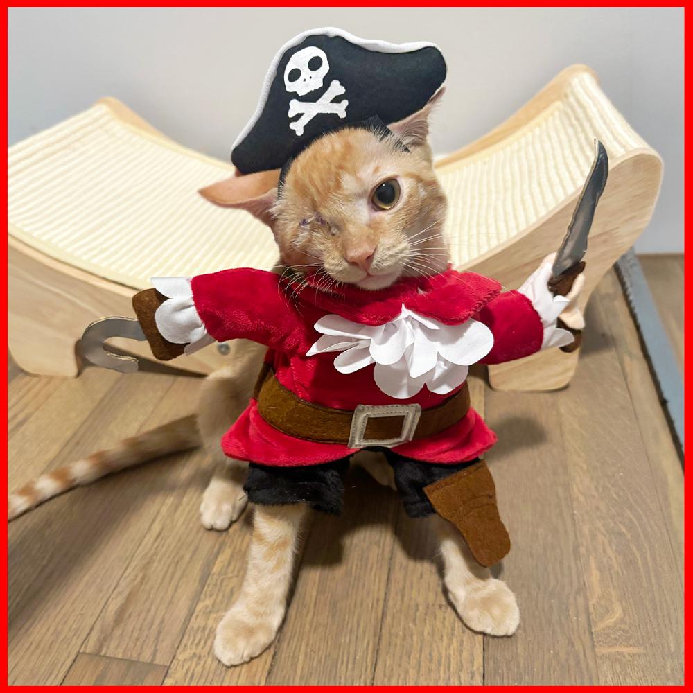 Enlarge Nuggy, a Adoptable Domestic Short Hair in Durham, NC image 1/6