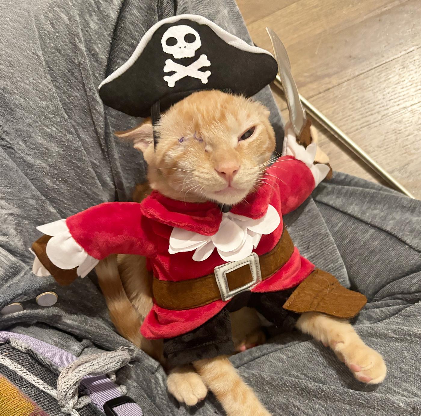 Enlarge Nuggy, a Adoptable Domestic Short Hair in Durham, NC image 2/6