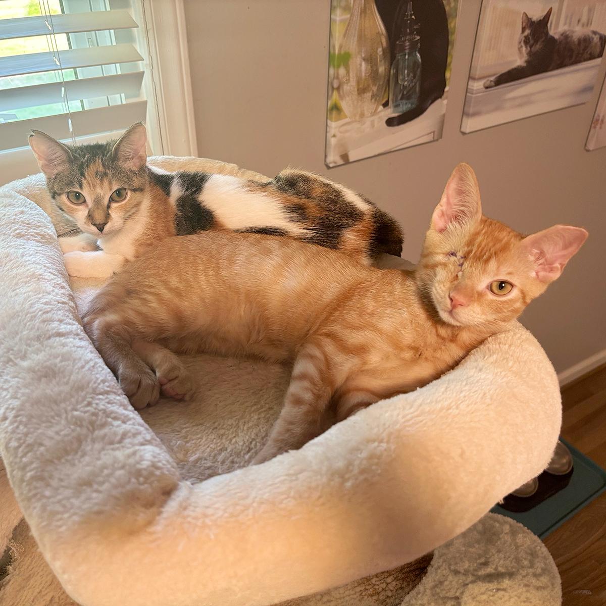 Enlarge Nuggy, a Adoptable Domestic Short Hair in Durham, NC image 5/6