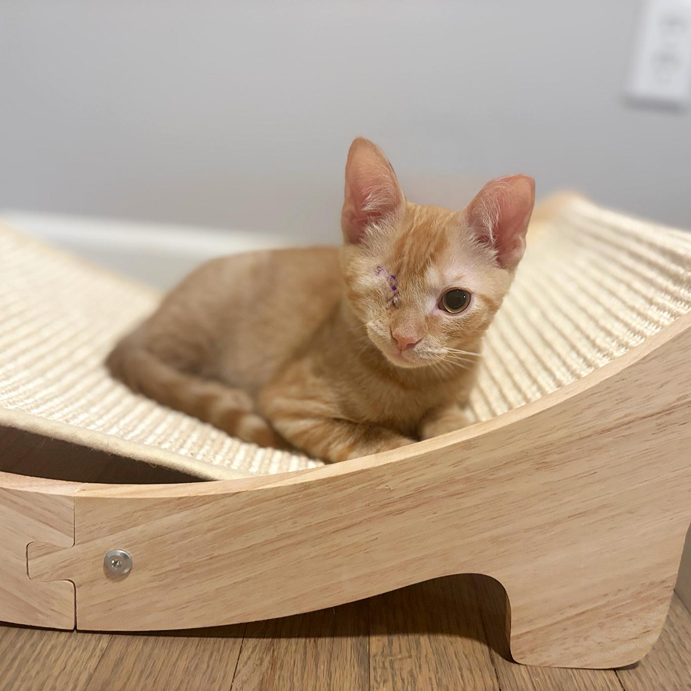 Enlarge Nuggy, a Adoptable Domestic Short Hair in Durham, NC image 3/6