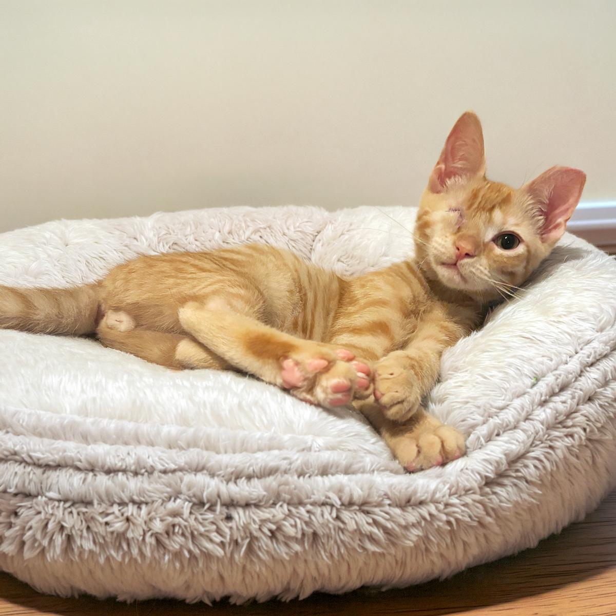 Enlarge Nuggy, a Adoptable Domestic Short Hair in Durham, NC image 4/6