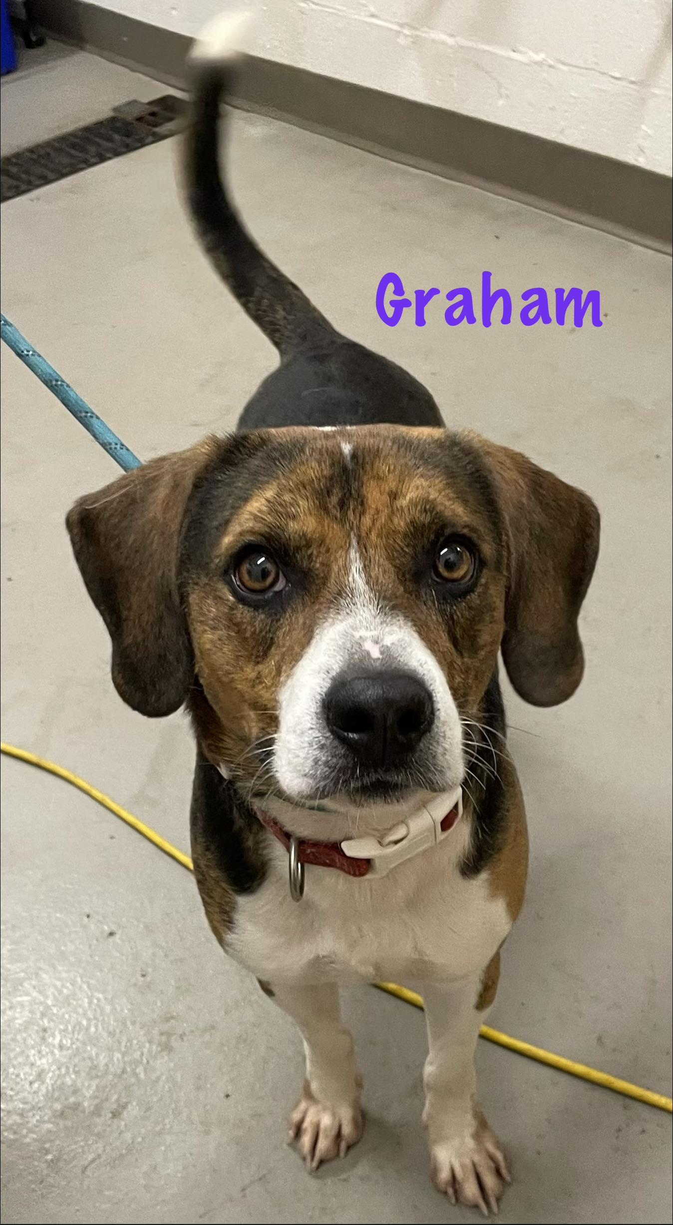 Enlarge Graham ADOPTED, an adopted mixed breed in Canton, OH image 4/4