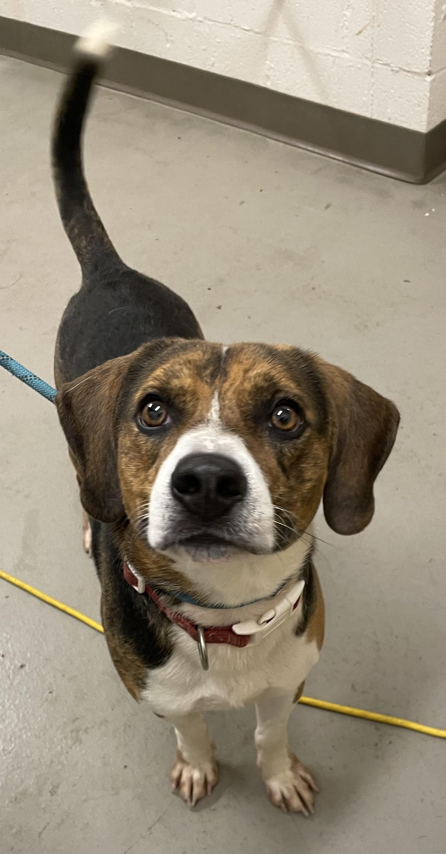 Enlarge Graham ADOPTED, an adopted mixed breed in Canton, OH image 3/4