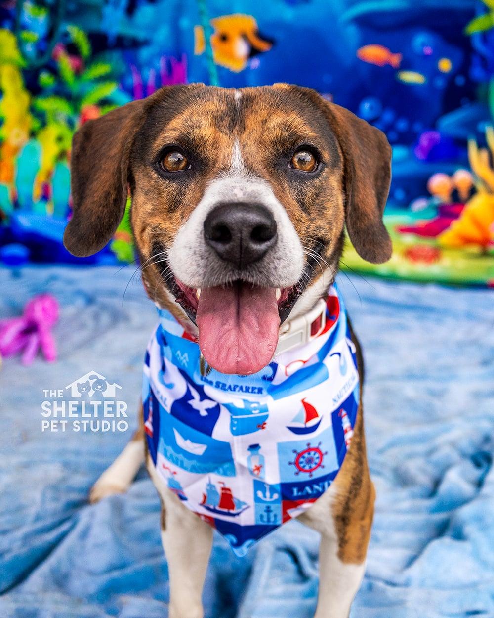 Enlarge Graham ADOPTED, an adopted mixed breed in Canton, OH image 1/4