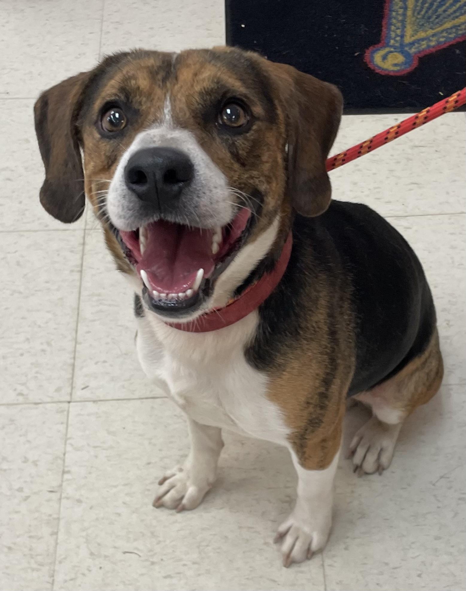 Enlarge Graham ADOPTED, an adopted mixed breed in Canton, OH image 2/4